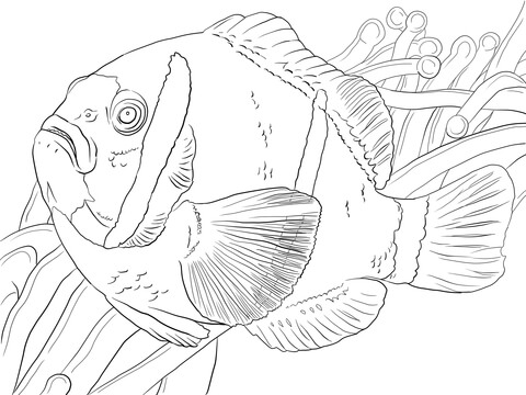 Barrier Reef Anemonefish Coloring Page